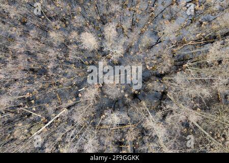 Draufsicht auf Wald und Feuchtgebiete, Waldlandschaft, Vogelperspektive auf das Land. Stockfoto