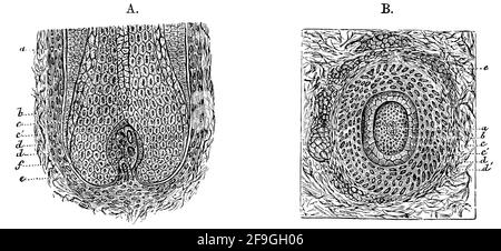 Longitudinaler und breiter transversaler Querschnitt eines Haarfollikels. Illustration des 19. Jahrhunderts. Deutschland. Weißer Hintergrund. Stockfoto