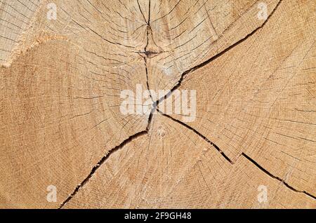 Nahaufnahme Bild von einem geknackten Kiefernbaum log Abschnitt, abstrakte Natur Hintergrund. Stockfoto