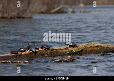 Zwei wilde schildkröten aus midland (Chrysemys picta marginata) sonnen sich auf einem im Wasser schwimmenden Baumstamm in der Sonne. Stockfoto