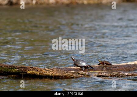 Zwei wilde schildkröten aus midland (Chrysemys picta marginata) sonnen sich auf einem im Wasser schwimmenden Baumstamm in der Sonne. Stockfoto