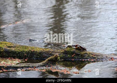 Eine midland-Schildkröte läuft langsam auf einem Baumstamm in einem Sumpf, kriecht über Moos und die rosa Blüten von Ahornbäumen. Stockfoto