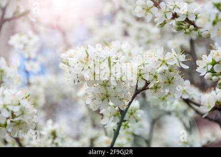Nahaufnahme der Kirschblüten im Frühling. Zweig mit weißen blühenden Kirschblüten und Knospen. Stockfoto