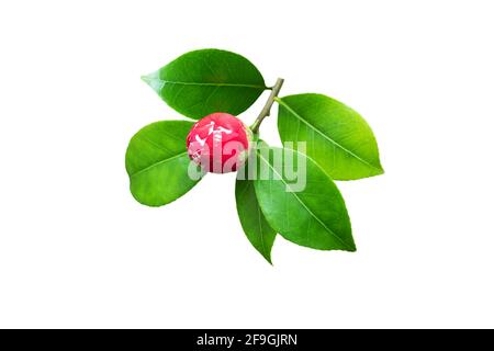 Leuchtend rosa Kamelienzweig mit Knospe und glänzenden Blättern isoliert Auf Weiß Stockfoto