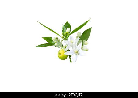 Zweig von Orangenbaum mit weißen duftenden Blüten, Knospen, Blättern und Früchten isoliert auf weiß. Neroli blühen. Stockfoto