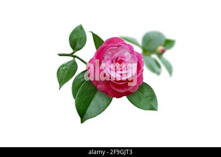 Leuchtend rosa Kamelie japanische Pfingstrose bilden Blume, Blätter und Knospe isoliert auf weiß. Stockfoto