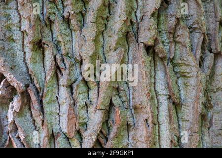 Struktur der Rinde einer Eiche (Quercus), Thüringen, Deutschland Stockfoto