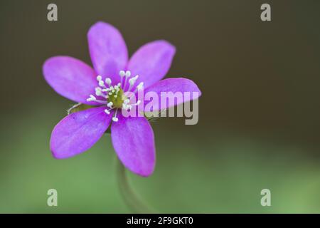 Leberblümchen (Hepatica nobilis), Emsland, Niedersachsen, Deutschland Stockfoto