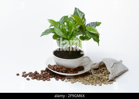 Kaffeepflanze in Tasse und gerösteten und grünen Kaffeebohnen, Deutschland Stockfoto