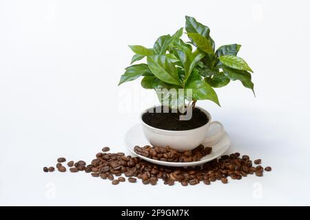 Kaffeepflanze in Tasse und gerösteten Kaffeebohnen, Deutschland Stockfoto