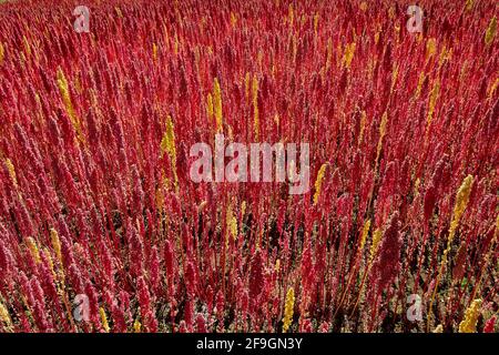 Feld mit reifen Quinoa (Chenopodium Quinoa), Provinz Andahuaylas, Peru Stockfoto