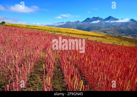 Feld mit reifen Quinoa (Chenopodium Quinoa), Provinz Andahuaylas, Peru Stockfoto