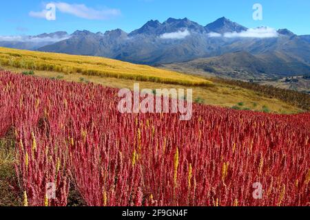 Feld mit reifen Quinoa (Chenopodium Quinoa), Provinz Andahuaylas, Peru Stockfoto