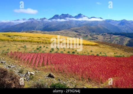 Feld mit reifen Quinoa (Chenopodium Quinoa), Provinz Andahuaylas, Peru Stockfoto