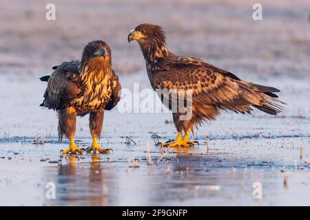 Zwei Seeadler (Haliaeetus albicilla) auf einer Eisbahn im Winter, Kutno, Polen Stockfoto
