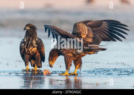 Zwei Seeadler (Haliaeetus albicilla) auf einer Eisbahn im Winter, Kutno, Polen Stockfoto