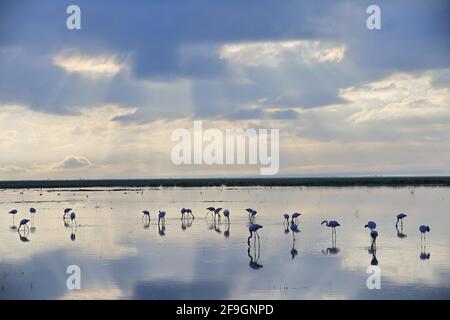 Großer Flamingo (Phoenicopterus roseus), See, Wasser, Sonnenstrahlen, Wolken, Amboseli-Nationalpark, Kenia Stockfoto