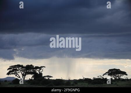 Stürmische Atmosphäre, Regen, Wolken, Akazien, Savanne, Amboseli-Nationalpark, Kenia Stockfoto