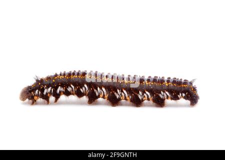 Trinker (Philudoria potatoria), Raupe, Trinker, seitlich Stockfoto