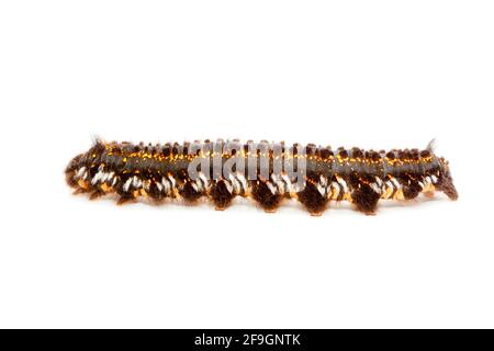 Trinker (Philudoria potatoria), Raupe, Trinker, seitlich Stockfoto