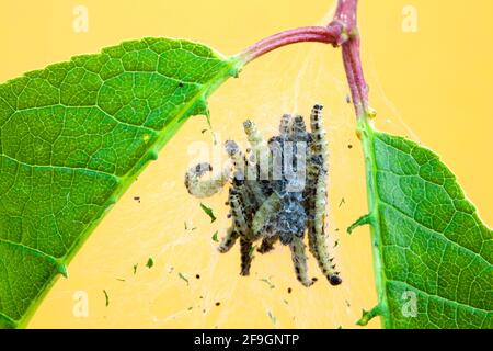 Birkenkirsche-Ermine (Yponomeuta evonymella), Raupen und Raupengewebe, Deutschland Stockfoto