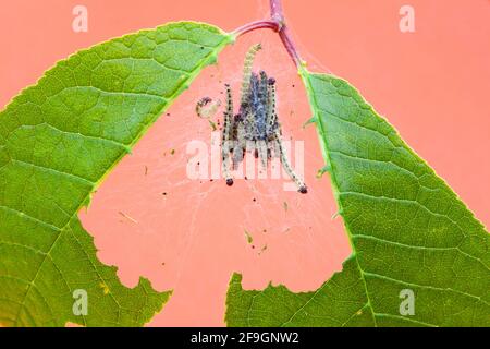 Birkenkirsche-Ermine (Yponomeuta evonymella), Raupen und Raupengewebe, Deutschland Stockfoto