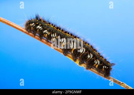 Trinker (Philudoria potatoria), Trinker, seitlich, Raupe, Deutschland Stockfoto