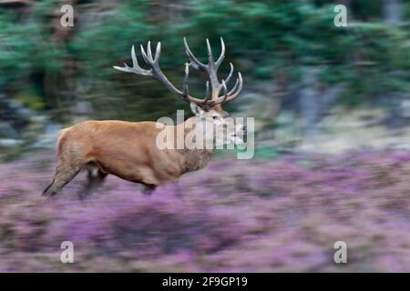 Rothirsch (Cervus elaphus), Männchen, Hoge Veluwe Nationalpark, Niederlande Stockfoto