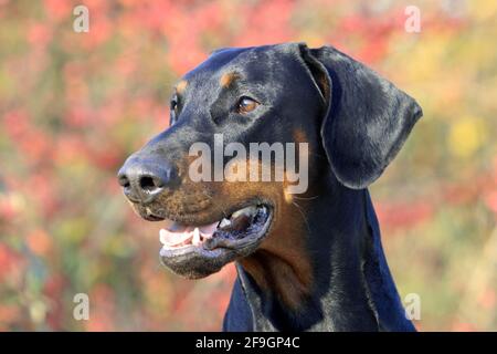 Dobermann, schwarze Flecken Stockfoto
