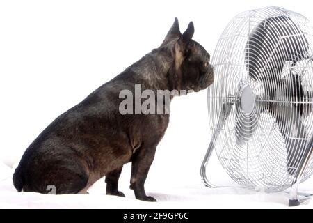 Französische Bulldogge vor Fan, französische Bulldogge Stockfoto