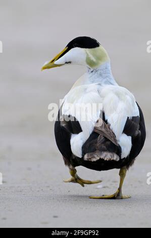 Eiderente, drake in Paarungskostüm, Helgoland-Düne, Schleswig-Holstein, Deutschland Stockfoto