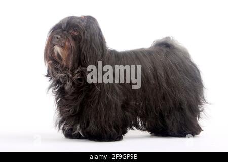 Havanese, Bichon Havanais, Bichon Habanero Stockfoto