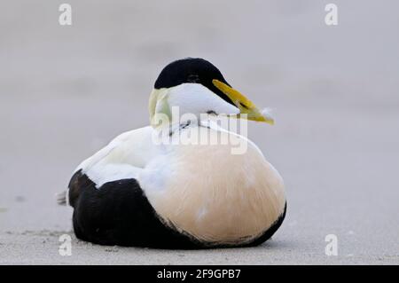 Eiderente, drake in Paarungskostüm, Helgoland-Düne, Schleswig-Holstein, Deutschland Stockfoto