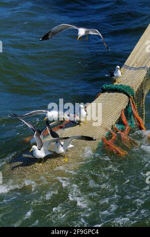 Krabbenfischer, Netz mit Heringsmöwen (Larus fuscus), Texel-Insel, Nordholland (Larus argentatus), Niederlande Stockfoto