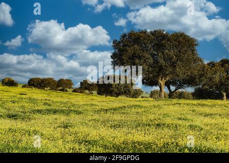 Englische Eichen in der Dehesa, Extremadura, Spanien Stockfoto