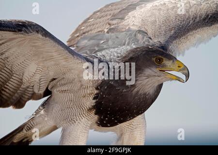 Schwarzkastanienbussardler (Geranoaetus melanoleucus), Aguja, schnurloser Adler Stockfoto