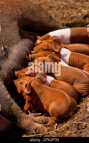 Rotbreasted Husum Protest Pig, German Saddleback Schwein Division Rotbreasted Husum Pig Stockfoto