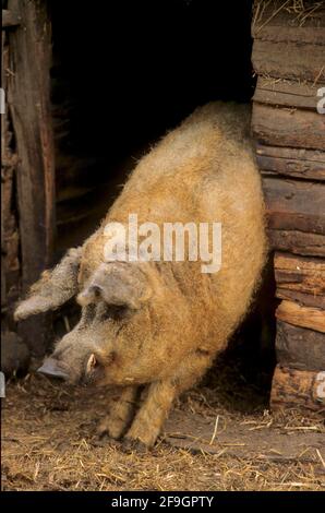 Mangalica-Schwein, Mangaliza, Mangalitza, Mangalica Stockfoto