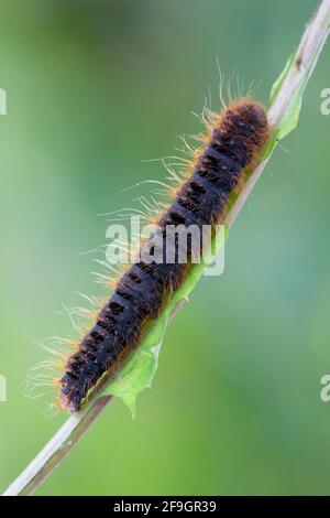 Lemonia dumi (Lemonia dumi) Caterpillar, Rheinland-Pfalz, Deutschland Stockfoto