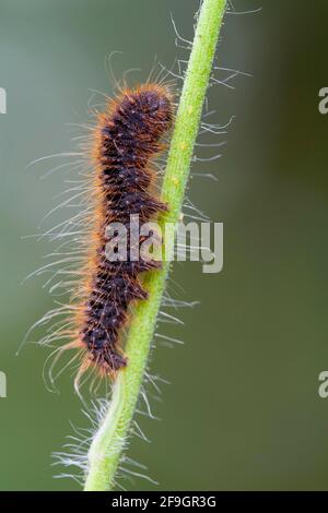 Lemonia dumi (Lemonia dumi) Caterpillar, Rheinland-Pfalz, Deutschland Stockfoto