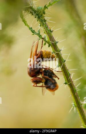 Europäische Hornisse (Vespa crabro) (Bombus lapidarius), frisst Steinhumel, Rheinland-Pfalz, Deutschland Stockfoto