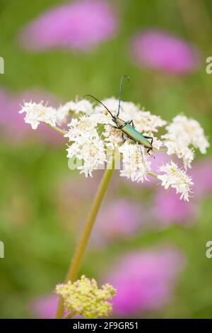 Moschuskäfer (Aromia moschata) Rheinland-Pfalz, Deutschland Stockfoto