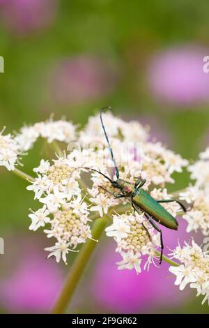 Moschuskäfer (Aromia moschata) Rheinland-Pfalz, Deutschland Stockfoto