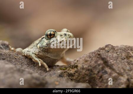 Gemeine Hebammenkröte (Alytes Geburtshelfer), Deutschland Stockfoto