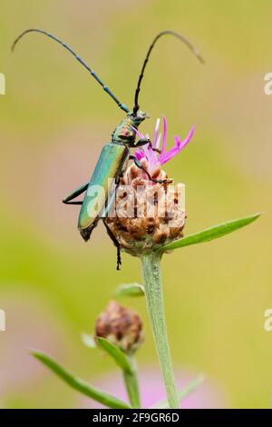 Moschuskäfer (Aromia moschata) Rheinland-Pfalz, Deutschland Stockfoto