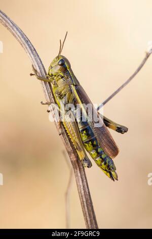 Große Sumpfgrasschrecke (Stethophyma grossum) Nordrhein-Westfalen, Deutschland Stockfoto
