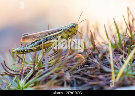 Große Sumpfgrasschrecke (Stethophyma grossum) Nordrhein-Westfalen, Deutschland Stockfoto