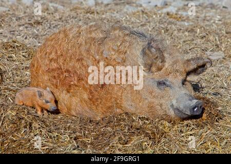 Wollige Schweine, säen mit Ferkeln, Mangaliza-Schwein, Schweine Stockfoto