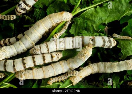 Domestizierte Seidenraupe (Bombyx mori), echte Raupe, Seidenraupe Stockfoto