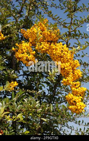 Firethorn (Pyramicantha) mit Beeren Golden Charmer Stockfoto